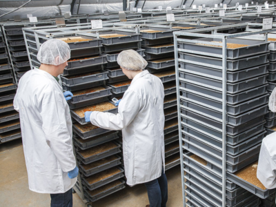 Insecten kweekbakken